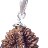 2 mukhi rudraksha silver pendant silver rudraksha mala nepali rudraksha rudraksha pendant certified original rudraksha natural rudraksha  for men women  hindu god pendant