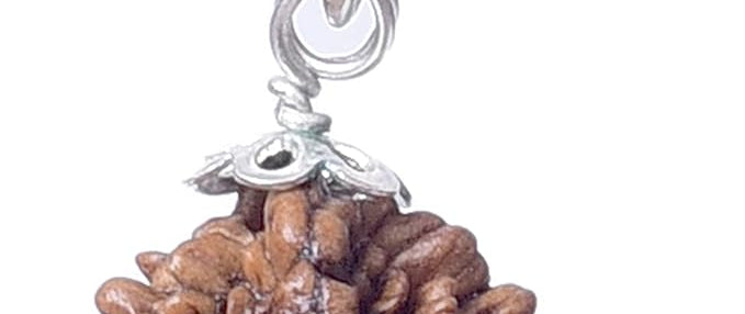 2 mukhi rudraksha silver pendant silver rudraksha mala nepali rudraksha rudraksha pendant certified original rudraksha natural rudraksha  for men women  hindu god pendant